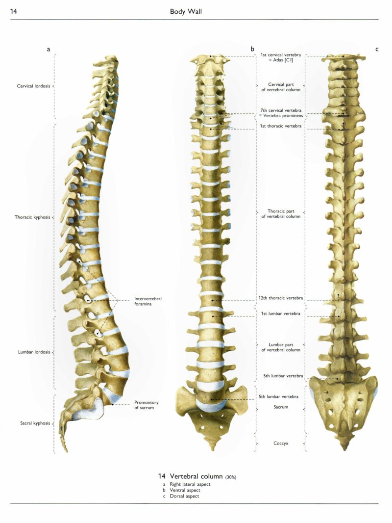 Spinal Cord Injuries and Disk Herniation from Auto and Other… – Dwyer ...